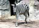 動物図鑑・チャップマンシマウマの写真 6